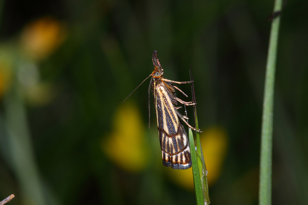 Chrysocrambus craterella ?